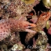 eel_moray_barredfin_nus_h_0705_png1802.jpg